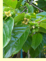 Хурма (Diospyros Lotos L.) Хурма (Diospyros Lotos L.)